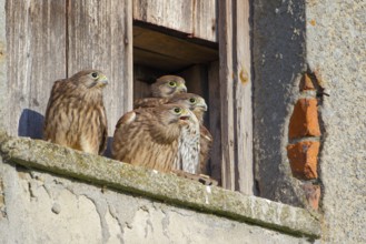 Turmfalke, lat. Falco tinnunculus, vier Jungvögel im Nistkasteneingang auf futterbringenden