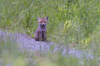 Red Fox (Vulpes vulpes) lonely puppy on forest road, Hesse, Germany