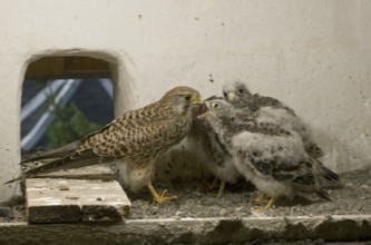 Common Kestrel (Falco tinnunculus) juvenile, Saxony, Germany