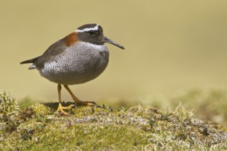 Diademed Plover (Phegornis mitchellii), Marcapomacocha, Peru