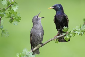 Common Starling (Sturnus vulgaris) juvenile begging for food, Brandenburg, Germany