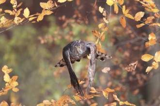 Northern Goshawk (Accipiter gentilis) female flying, Baden-Wuerttemberg, Germany