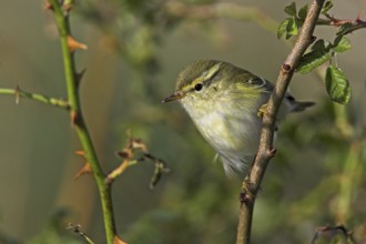 Yellow-browed Warbler (Phylloscopus inornatus), Schleswig-Holstein, Germany