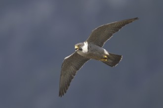Peregrine Falcon (Falco peregrinus) flying, British Columbia, Canada