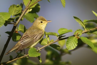 Icterine Warbler (Hippolais icterina), Baden-Wuerttemberg, Germany