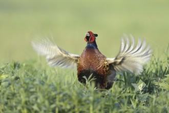 Common Pheasant (Phasianus colchicus) male, Lake Neusiedl, Austria