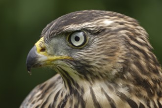 Northern Goshawk (Accipiter gentilis) juvenile female, Baden-Wuerttemberg, Germany