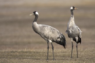 Common Crane (Grus grus), Aragon, Spain