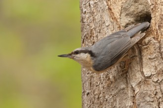 Eurasian Nuthatch (Sitta europaea), St. Gallen, Switzerland
