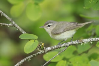 Warbling Vireo (Vireo gilvus) perched on a branch in Victoria, BC, Canada