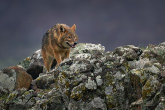 Golden jackal, Canis aureus, feeding scene on meadow, Eastern Rhodopes. Wild dog behaviour scene in