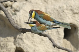 European Bee-eater (Merops apiaster), Austria