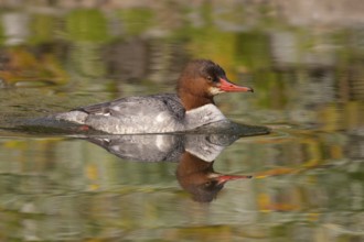 Common Merganser (Mergus merganser americanus) female, California, USA