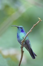 Green Violet-ear Colibri thalassinus San Jose, COSTA RICA 7 November Adult Trochilidae
