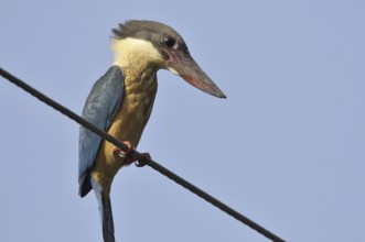 Stork-billed Kingfisher (Pelargopsis capensis), Goa, India