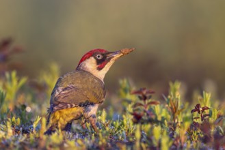 European Green Woodpecker (Picus viridis) male perched on the ground, North Rhine-Westphalia,