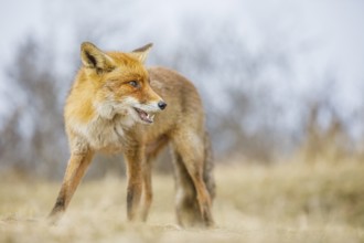 Rotfuchs, Vulpes vulpes Red Fox, Vulpes vulpes