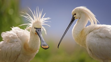 Eurasian Spoonbill (Platalea leucorodia), Kiskunsag National Park, Hungary