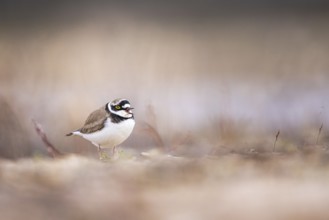 Little Ringed Plover (Charadrius dubius) male, North Rhine-Westphalia, Germany