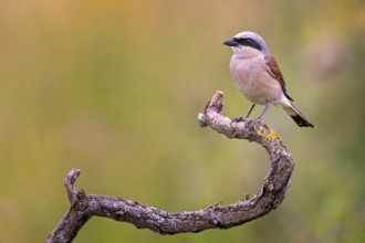 Red-backed Shrike (Lanius collurio) male, Saxony-Anhalt, Germany