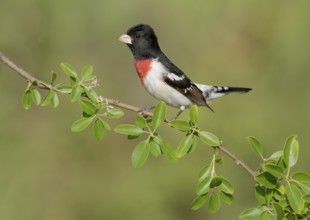 Rose-breasted Grosbeak (Pheucticus ludovicianus) male perched on a branch, Texas, USA