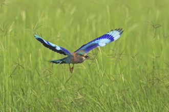 Indian Roller (Coracias benghalensis) flying, Oman