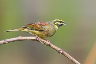 Cirl Bunting (Emberiza cirlus) male, Baden-Wuerttemberg, Germany