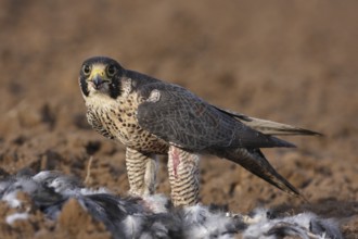 Peregrine Falcon (Falco peregrinus) female, Baden-Wuerttemberg, Germany