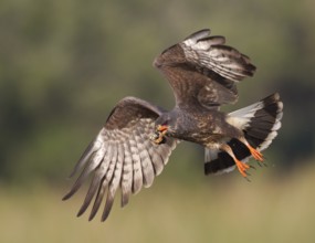 Snail Kite (Rostrhamus sociabilis) male flying with snail in its beak, Florida, USA