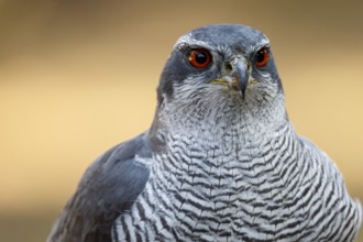 Northern Goshawk (Accipiter gentilis), adult male, Castile and Leon, Spain