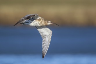 Eurasian Curlew (Numenius arquata) flying, Netherlands