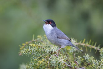 Sardinian Warbler (Sylvia melanocephala) male singing, Mallorca, Spain