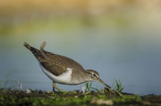 Common Sandpiper (Actitis hypoleucos), Schleswig-Holstein, Germany
