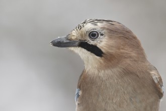 Eurasian Jay (Garrulus glandarius), Rhineland-Palatinate, Germany