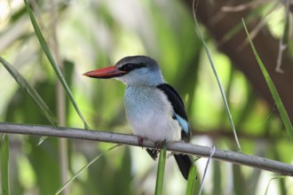 Blue-breasted Kingfisher (Halcyon malimbica), Gambia
