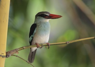 Blue-breasted Kingfisher (Halcyon malimbica), Gambia