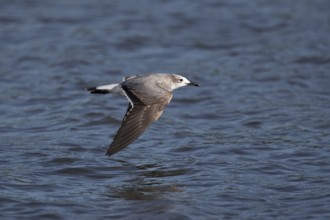 Laughing Gull (Leucophaeus atricilla megalopterus) flying, Santa Rosa, Guatemala