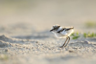 Little Ringed Plover (Charadrius dubius) chick, North Rhine-Westphalia, Germany
