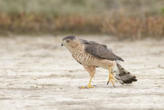 Cooper's Hawk (Accipiter cooperii) perched on the ground, Texas, USA