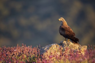 Black Kite (Milvus migrans) perched on a rock amongst flowers, Madrid, Spain