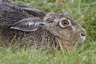 European Hare (Lepus europaeus) sitting in meadow, North Rhine-Westphalia, Germany