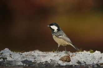 Coal Tit (Periparus ater), Utrecht, Netherlands