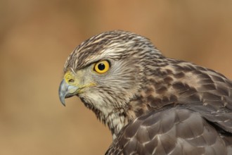Northern Goshawk (Accipiter gentilis) juvenile, Utrecht, Netherlands