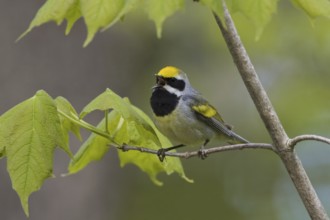 Golden-winged Warbler (Vermivora chrysoptera), Ontario, Canada