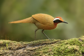 Rail-babbler (Eupetes macrocerus) perched on a mossy log, Johor, Malaysia