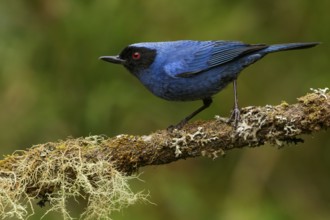 Masked Flowerpiercer (Diglossopis cyanea) perched on a branch in the Andes mountains of Colombia