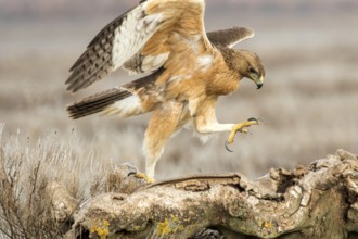 Bonelli's Eagle (Aquila fasciata) juvenile, Castile-La Mancha, Spain