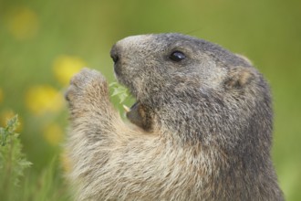 Alpine Marmot (Marmota marmota) adult foraging, Laax, Canton of Grisons, Switzerland