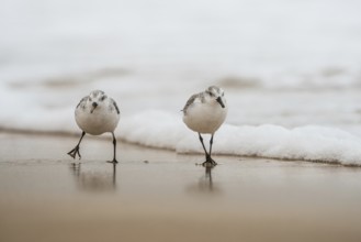 Sanderling (Calidris alba) foraging, Fuerteventura, Spain