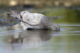 Rock Dove (Columba livia), Castile-La Mancha, Spain